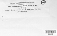 Phomatospora rosae image